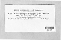 Gymnosporangium botryapites image